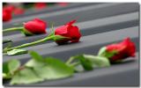 Rose on a Casket