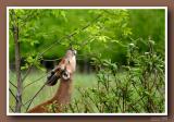 Cerfs de virginie / White-tailed deers