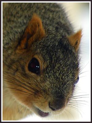 Fox Squirrel Portrait