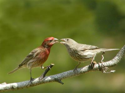 Finch Kiss