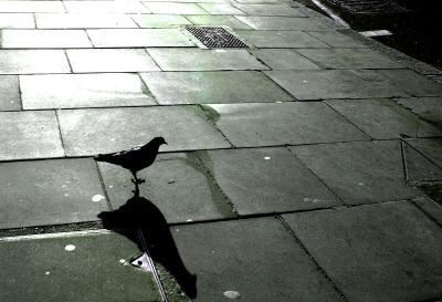 BIRD ON SIDEWALK
