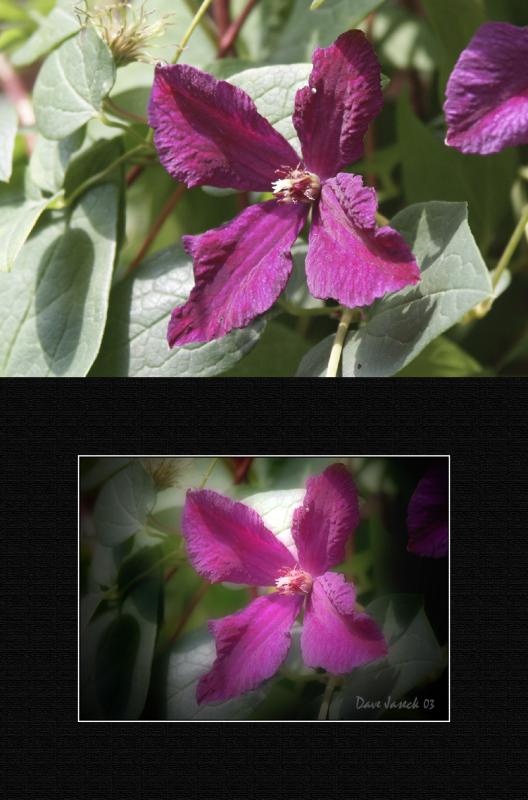 Clemantis example.jpg