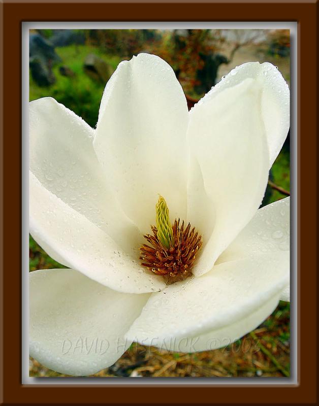 Magnolia