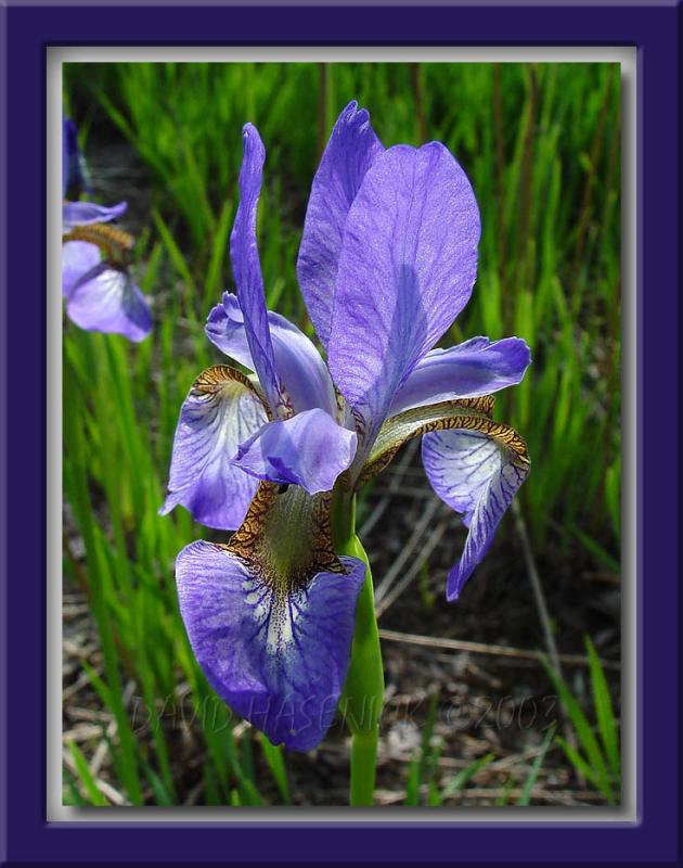 Purple Iris