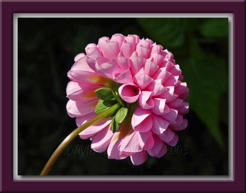Puff of Pink!