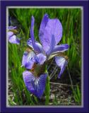 Purple Iris