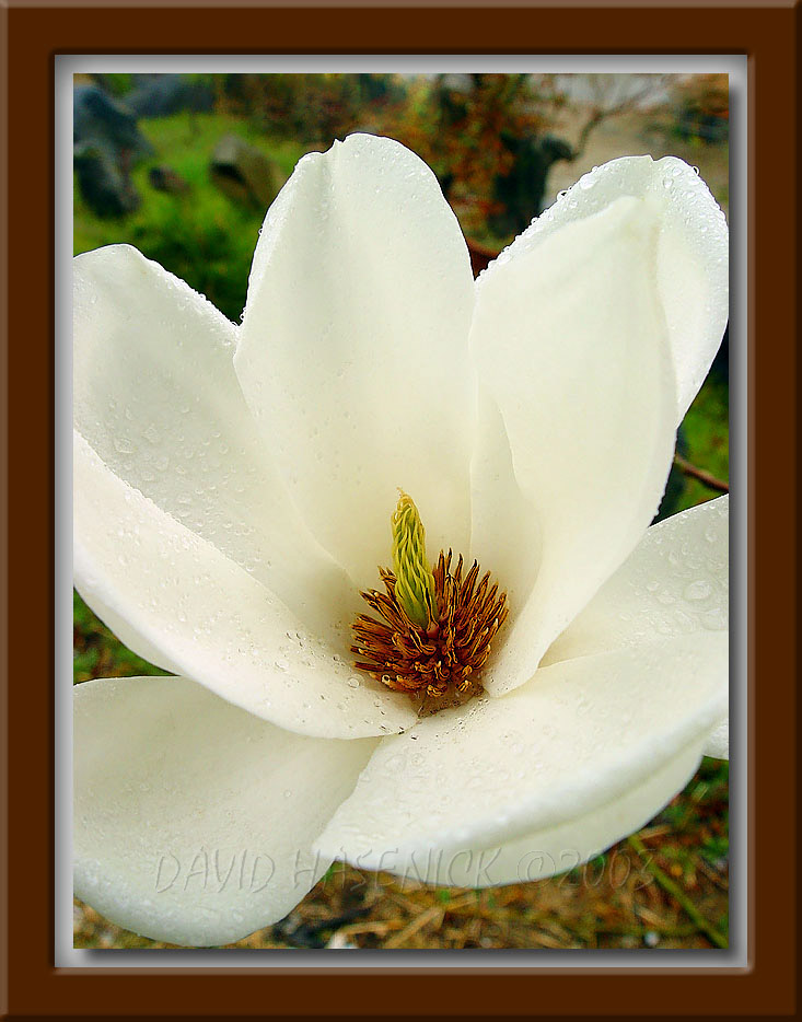 Magnolia