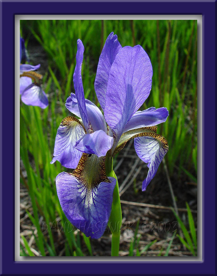 Purple Iris