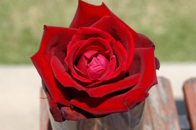 u12/dcappello/medium/3223392.DSC_0081.jpg