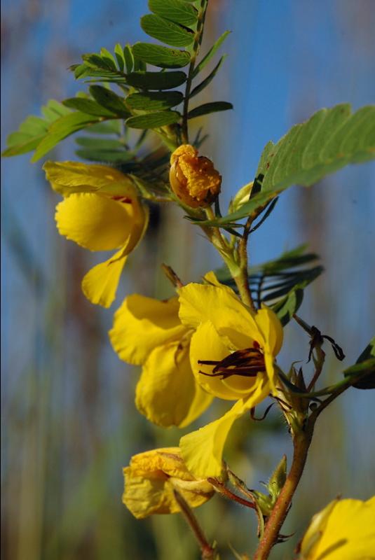 Showy Pigeon Pea