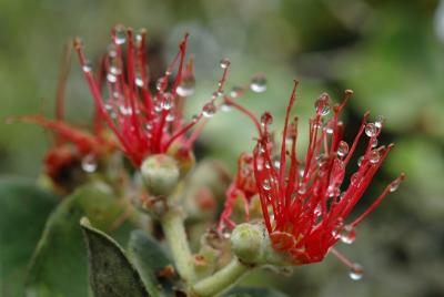 Ohia lehua