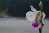 Orchid at Kilauea Iki