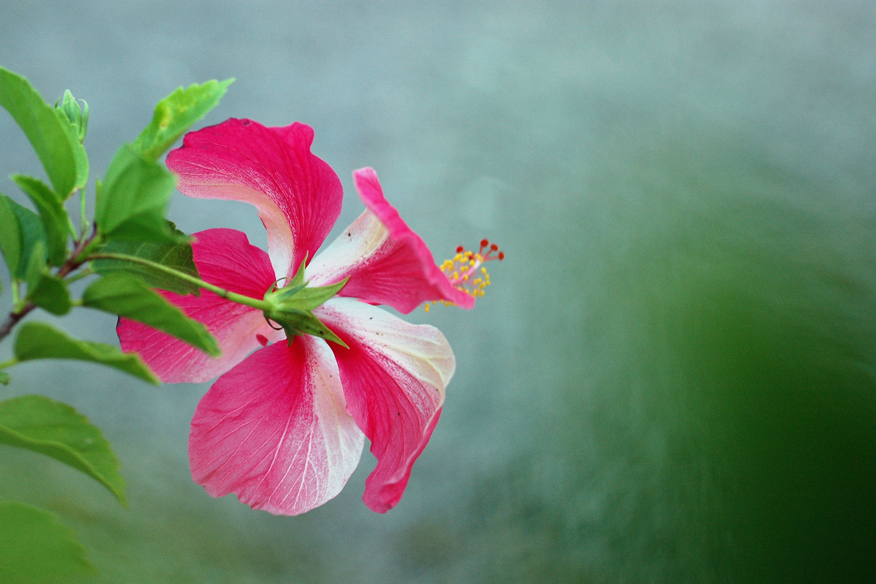 Hibiscus