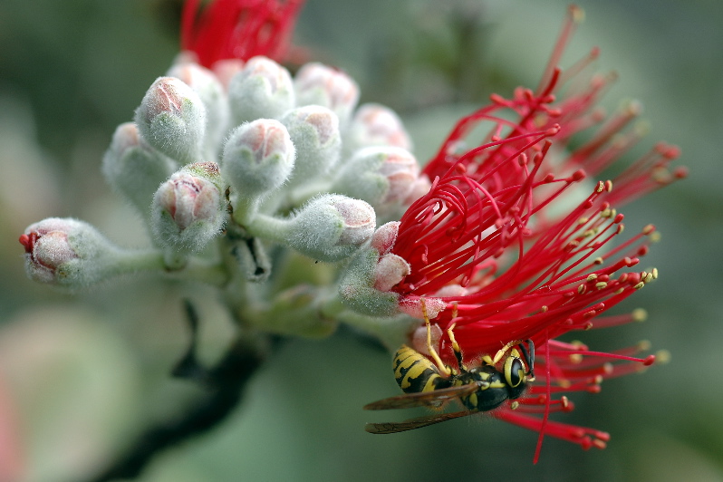 More ohia lehua