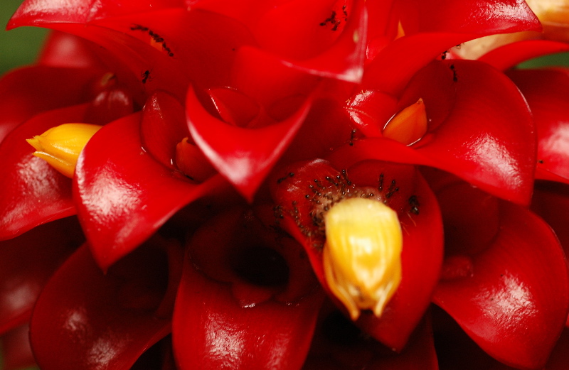 Bromeliad