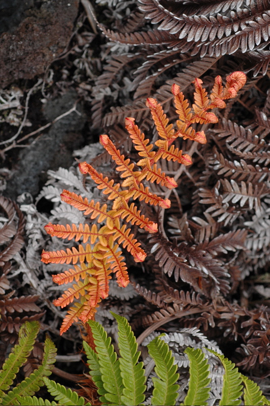 A symphony of ferns