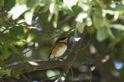 Cape Batis at Kirstenbosch Botanical Gardens near Cape Town