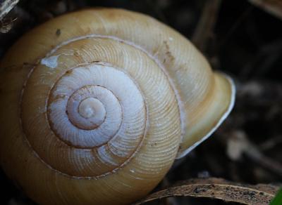 Snail Shell.jpg