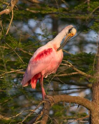 Preening