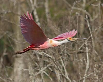 Roseate in Flight