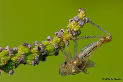 Grasshopper Instar