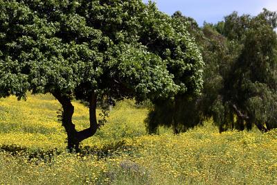 Spring Wildflowers