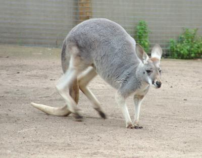 Kangaroo 01.jpg