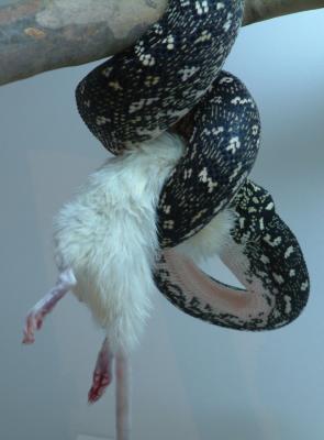 mouse vs snake