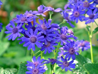 some sorta blue flower
