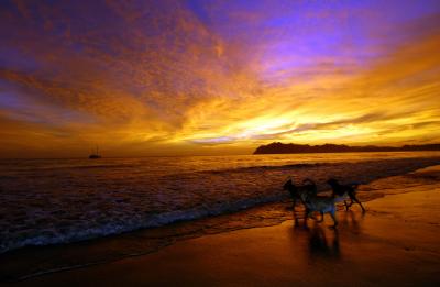 Sunset dogs