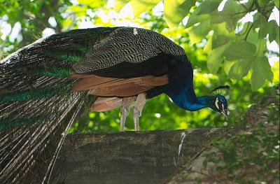 DSC_0238.jpg