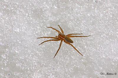 Spider_CRW_1169_1b.jpg