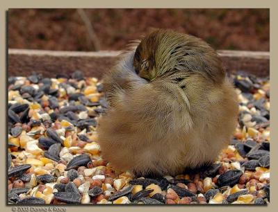 WV Birds - October, November 2003