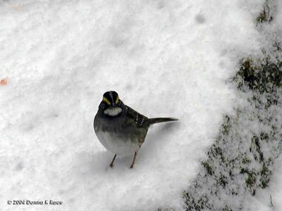 White Throated Sparrow