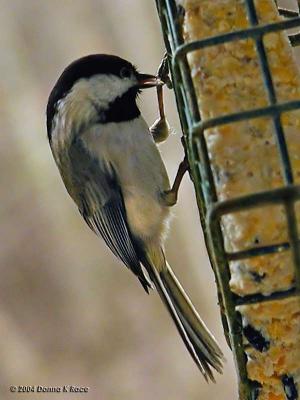 Carolina Chickadee