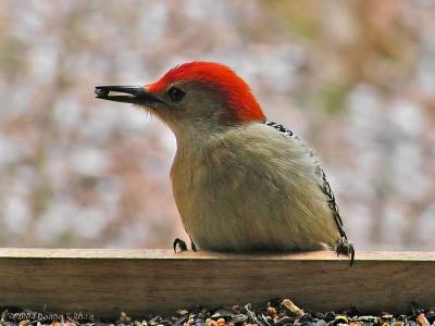 Male Red Bellied Woodpecker