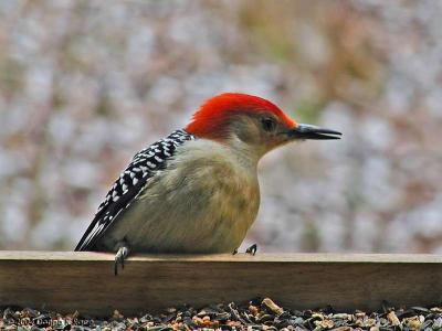 Male Red Bellied Woodpecker