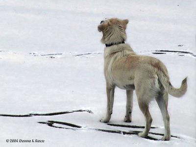 Sassy, the Snow Dog