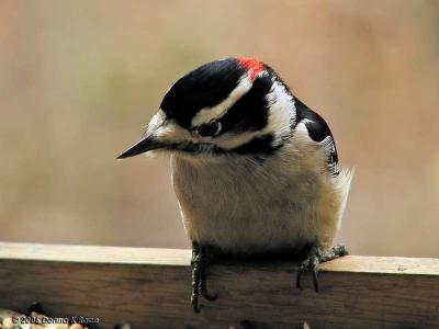 Male Downy Woodpecker