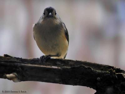 Tufted Titmouse