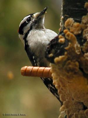 Male Downy Woodpecker