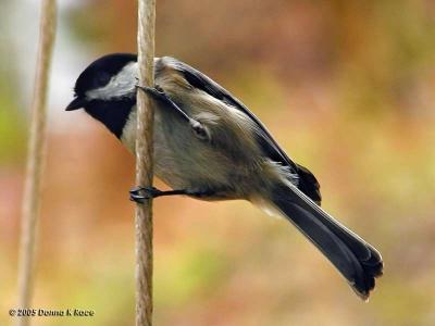 Carolina Chickadee