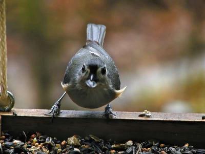 Tufted Titmouse