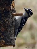 <b>Male Downy Woodpecker