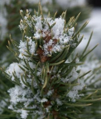 Snow on pines
