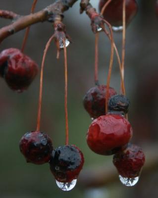 Crab Apple Rain