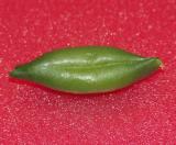 Green (bean) Lips