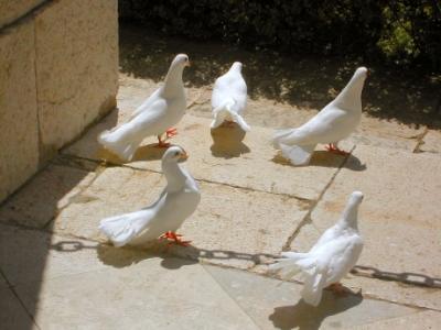 Doves on the Bramante cloister