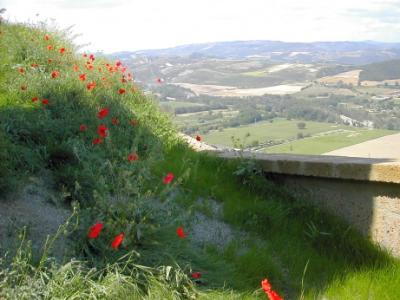 Umbrian countryside near St. Patrick's well in Orvieto. Poppies are in foreground.