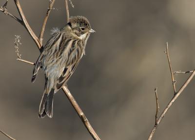 Reed Bunting (Emberiza shoeniclus)